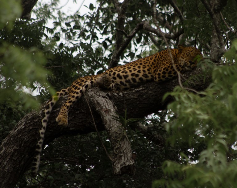 Yala Wildlife Safari